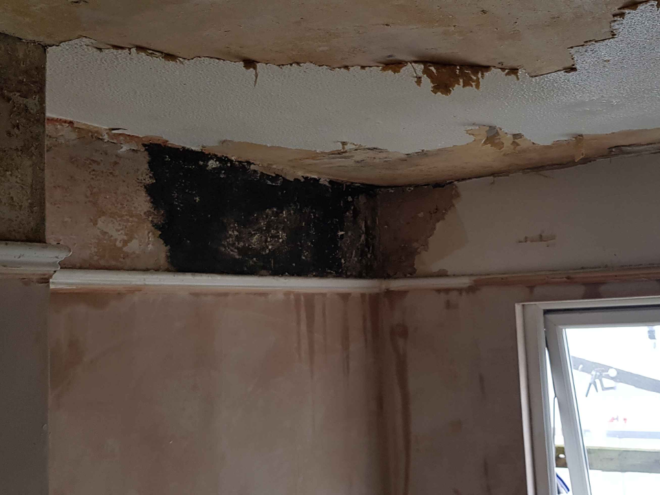 Dascalu Stefan LTD work photo 2