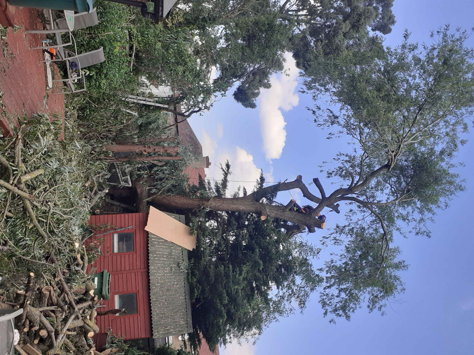 Oakleaf Tree and Garden Care work photo 4