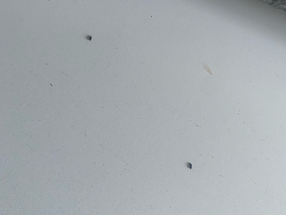 Pestorid Pest Control work photo 2