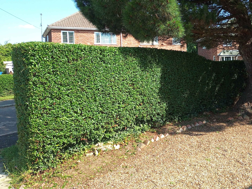 RBS Gardening work photo 4