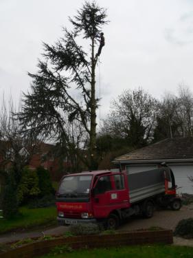 Tree Life Care In Swindon | Rated People