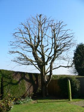 Tree Life Care In Swindon | Rated People