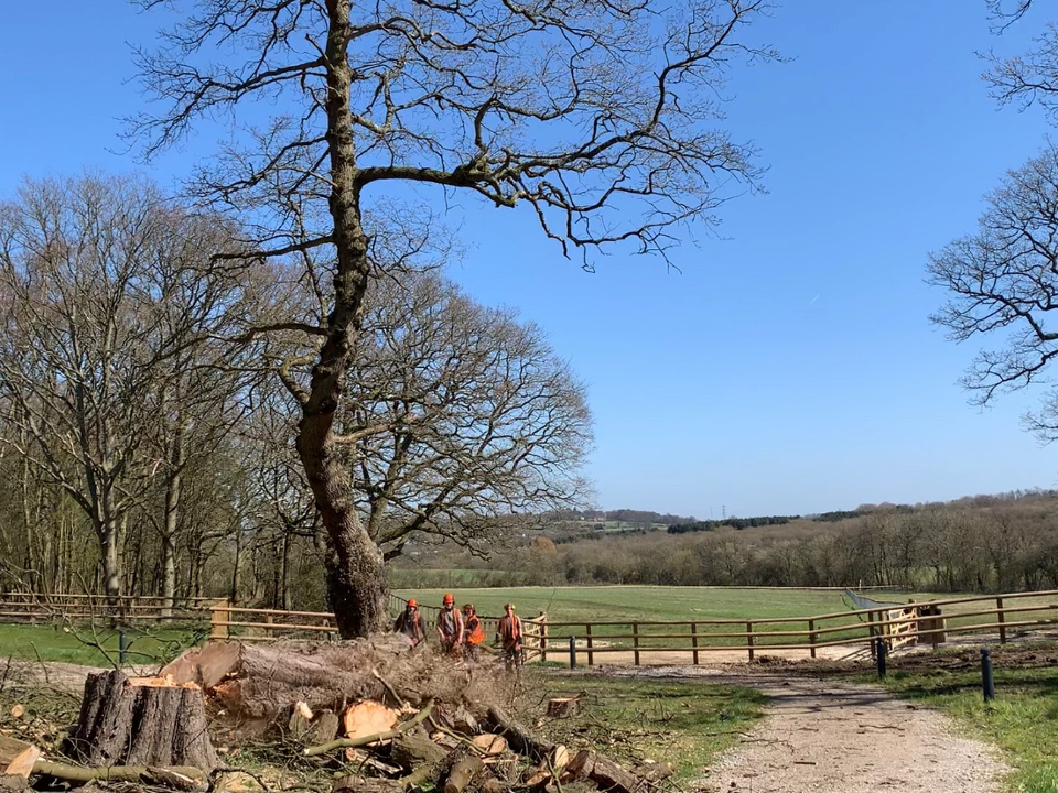 N P TREE CARE work photo 4