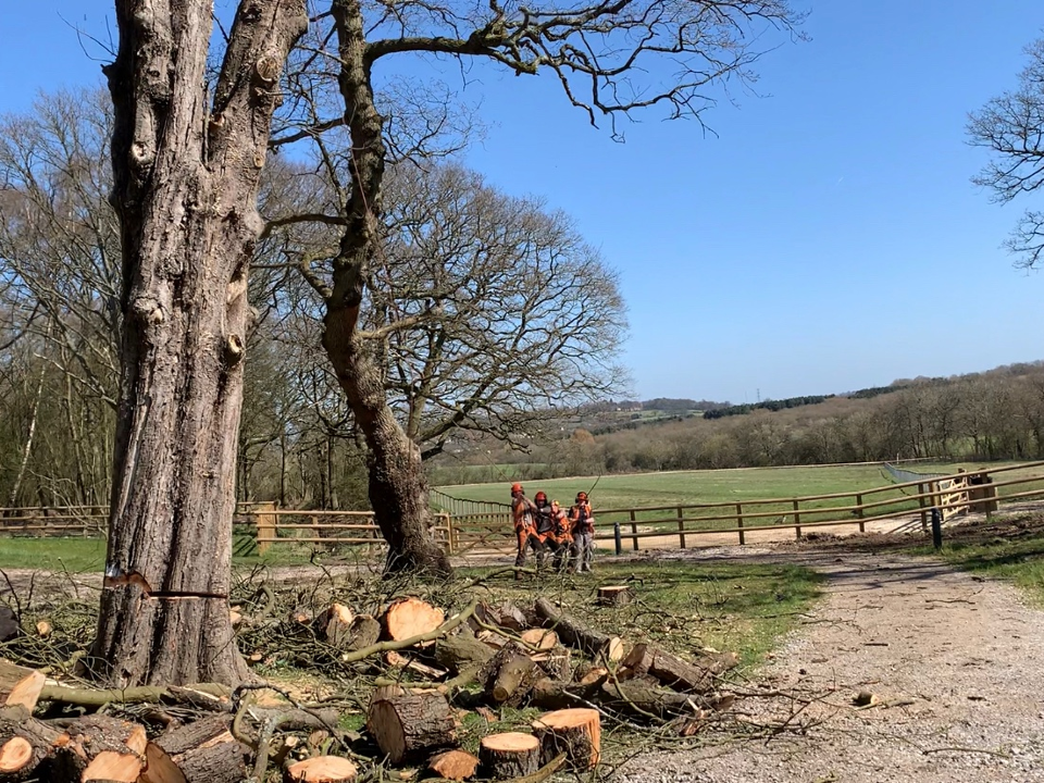 N P TREE CARE work photo 3