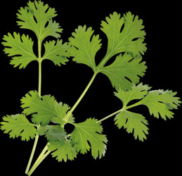 VLIN-A10-COR003 Organic cilantro
