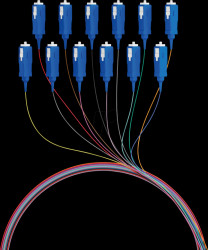 FTTH-PIGTAIL-SC12 Fibre pigtail SC, 12 pigtails, OS2, G657A2, 2 m