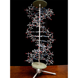 Cochranes Of Oxford Orbit Proview DNA Model - 750 Atoms - Assembled Height 850mm
