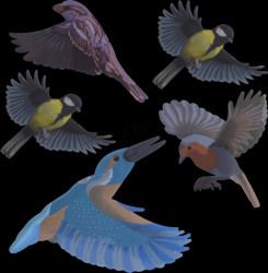 60086 Anti Collision Bird Stickers - Native Birds