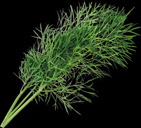 VLIN-A10-ANE006 Organic dill