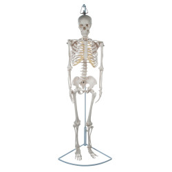 Eisco AMCHA105H - Human Skeleton - Suspended - 850mm High