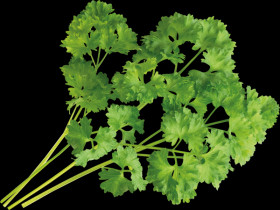 VLIN-A10-PER028 Organic parsley, curly