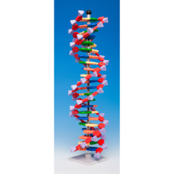 Molymod DNA-060-22 - MiniDNA Advanced 22 Layer Molecular Model Kit - 440mm High