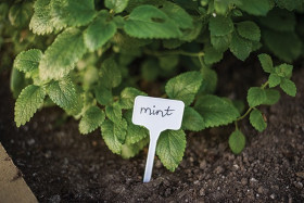 10szt. Tabliczka do roślin 15x5,5 Bradas TYE1555