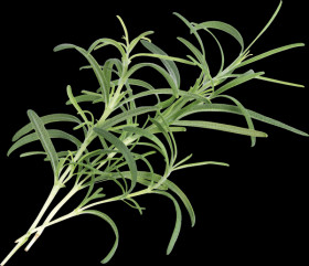 VLIN-A10-ROM007 Rosemary