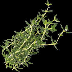 VLIN-A10-THY005 Organic thyme