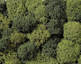 NOCH 08610 Mech jasnozielony, ciemnozielony