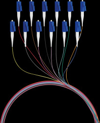 FTTH-PIGTAIL-LC12 Fibre pigtail LC, 12 pigtails, OS2, G657A2, 2 m