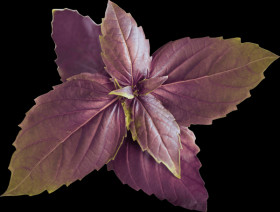 VLIN-O10-BAS00F Organic purple basil, wild