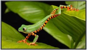 NSD-3203 - monitor 32"