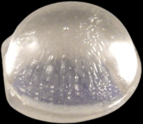 Enclosure feet, round, rubber, (H x Ø) 5 mm x 11 mm, black, for enclosure, 1421T5CL