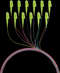 O3483.2OM5 Fiber pigtail LC, 12 pigtails, OM5, 2 m
