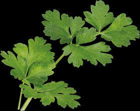 VLIN-A10-PER002 Organic parsley, italien