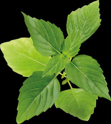 VLIN-O10-BAS00D Organic thai basil
