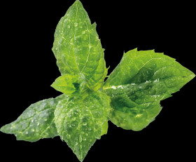 VLIN-A10-MEN009 Mint, green