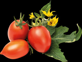 VLIN-L5-TOM016 Mini red tomato