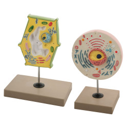 Eisco BM0050 - Plant and Animal Cell Model Set