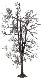 NOCH 22020 Drzewo bez liści Lipa 185 mm 1 szt.