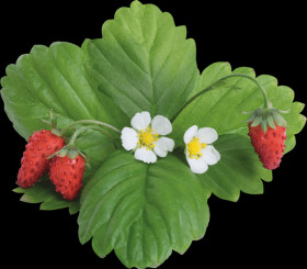 VLIN-P5-FRA029 Wild strawberry, red