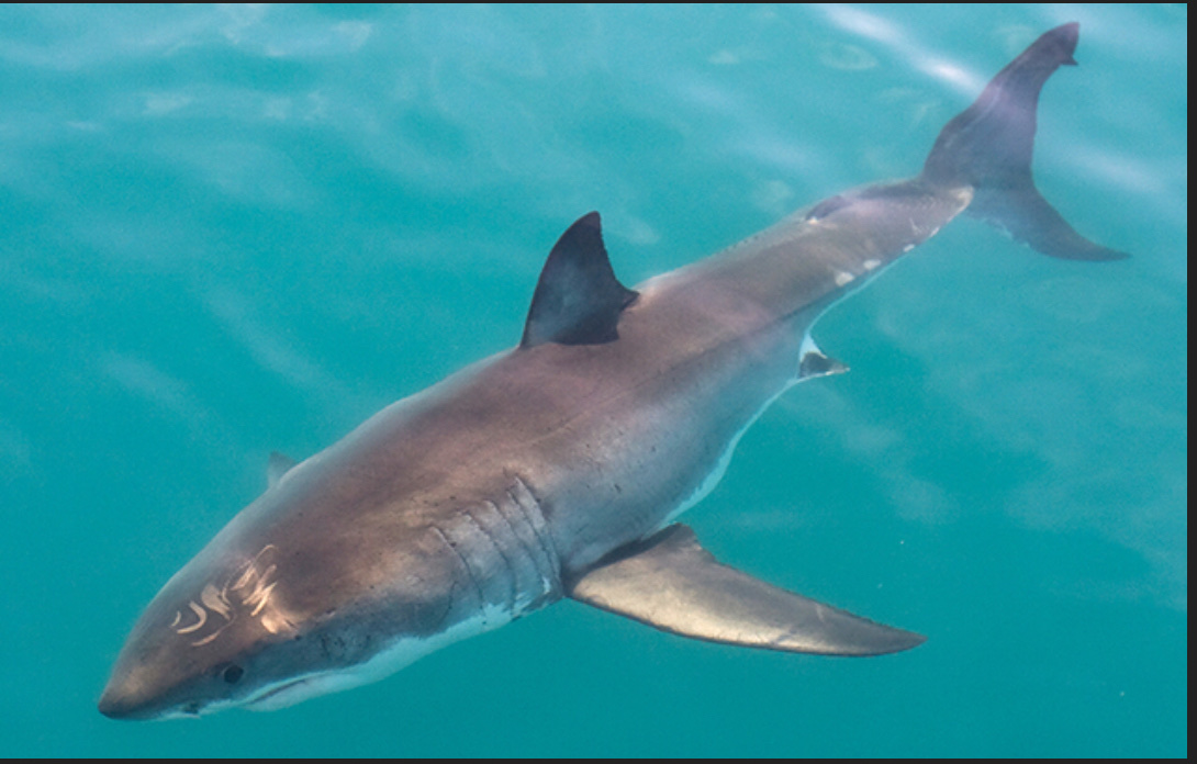 Great white shark