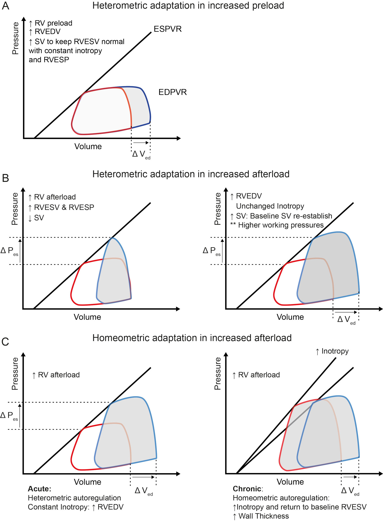 RV adaptative mechanisms. This figure comprises pressure-volume loops demonstrating RV adaptive mechanisms to changes in loading conditions. (A) Increased RV preload results in heterometric adaptation, as the increase in RVEDV will increase SV to keep RVESV constant and maintain inotropy. (B) In the situation of increased RV afterload or RVESP, if stroke work and inotropy are constant, RVESV increases, which reduces SV. Heterometric adaptation is responsible for increasing RVEDV to reestablish SV and keep inotropy unchanged. (C) Homeometric adaptation mechanisms occur in reaction to increases in RV afterload. In this situation, an increase in inotropy (Anrep effect) counters the SV reduction to bring RVESV to its baseline level. Chronic homeometric autoregulation explains RV hypertrophy in patients with chronically elevated RV afterload.<em> Abbreviations</em>: DV<sub>ed</sub>, change in end-diastolic volume; DP<sub>es</sub> , change in end-systolic pressure; EDPVR, end-diastolic pressure volume relationship; ESPVR, end-systolic pressure volume relationship; P, pressure; RV, right ventricular; RVEDV, right ventricular end-diastolic volume; RVESP, right ventricular end systolic pressure; RVESV, right ventricular end systolic volume; SV, stroke volume; V, volume. Adapted from Bellofiore et al. <strong><sup>43</sup></strong>