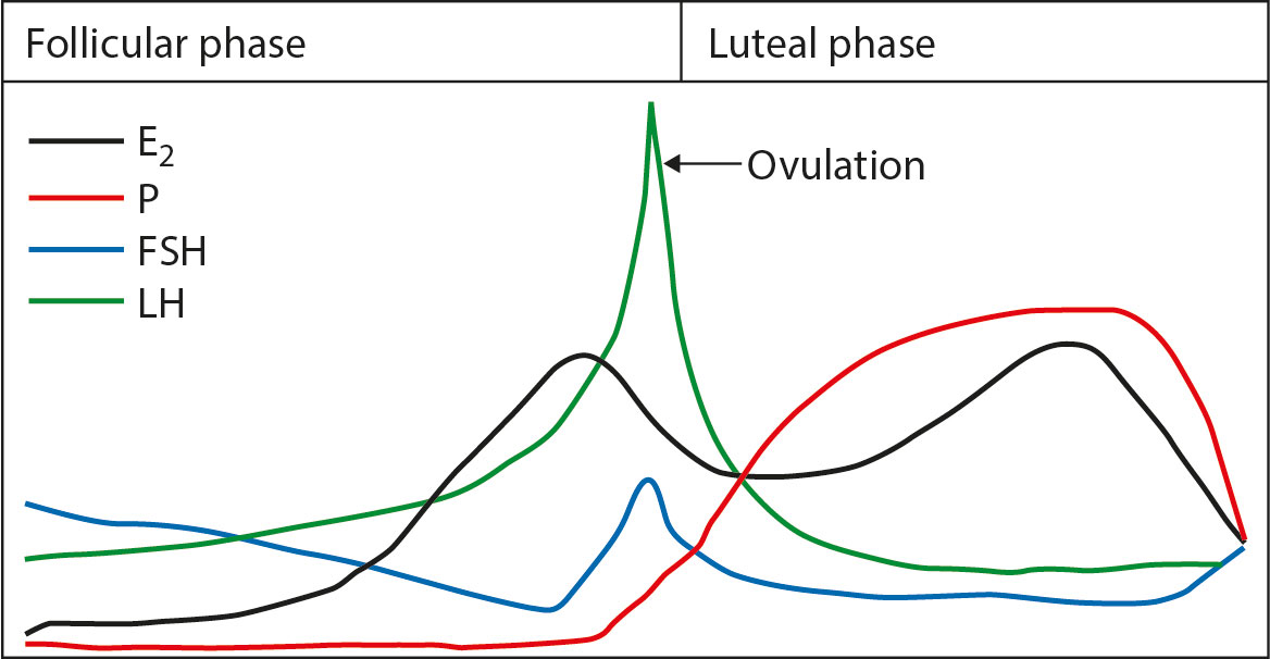 Chapter 87 Gynaecology Bailey Love s