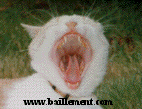 Baillement.com