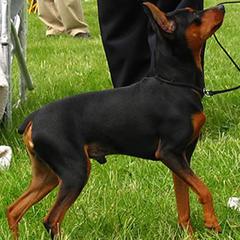 ZWERGPINSCHER