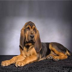 BLOODHOUND