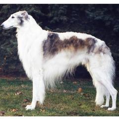 BORZOI