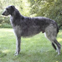 DEERHOUND