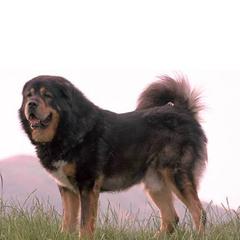DOGO DEL TIBET