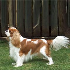 KING CHARLES SPANIEL