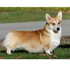 WELSH CORGI PEMBROKE