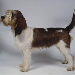 GRAND BASSET GRIFFON VENDEEN