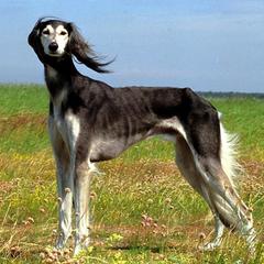 SALUKI