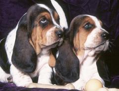 BASSET HOUND