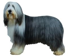 BEARDED COLLIE