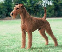 IRISH TERRIER