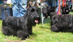 SCOTTISH TERRIER