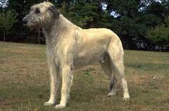 IRISH WOLFHOUND